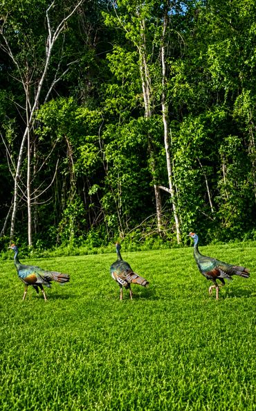 Encounter one of the Yucatán Peninsula's most colorful and iconic native birds.