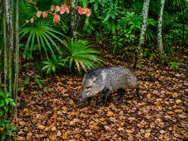 Discover one of the Riviera Maya jungle's most fascinating wild inhabitants.