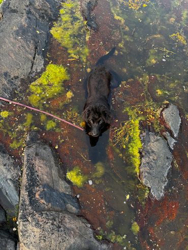 A black dog standing in a shallow tide pool surrounded by rocks and seaweed.
