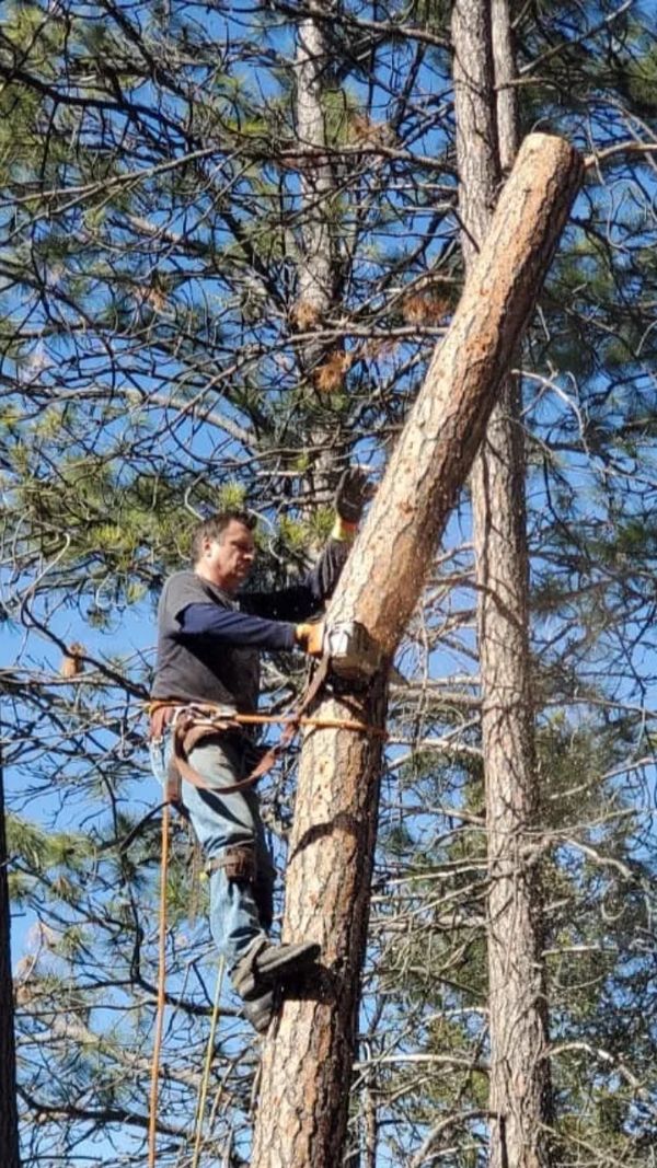 Frank Long taking down tree.
