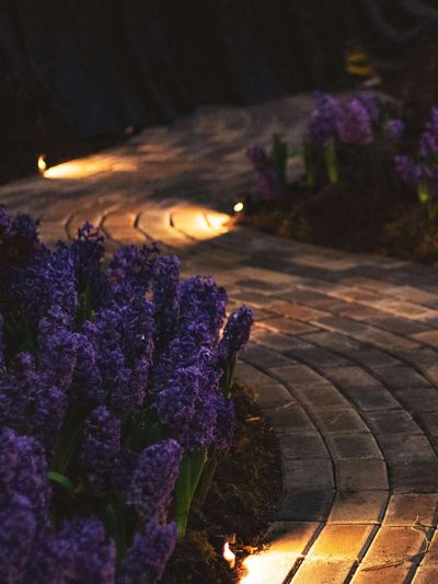 Curved brick pathway in a garden at night, lit up by landscape lighting.