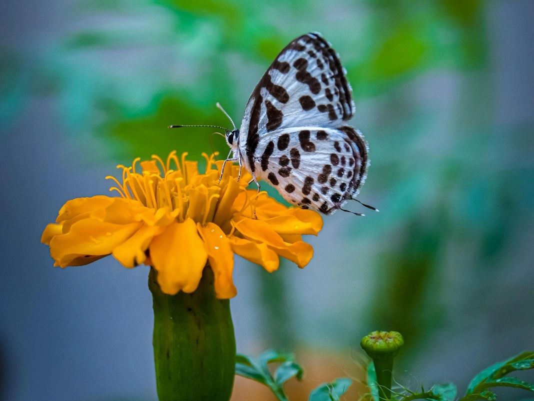 A blue gossamer butterfly rests on a yellow flower.