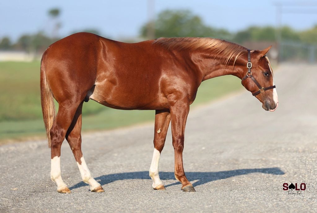 2024 Colt by Stevie Rey Von x Kickback Nic (Nic It in the Bud)
Lot 1043
Consigned to Western Bloods