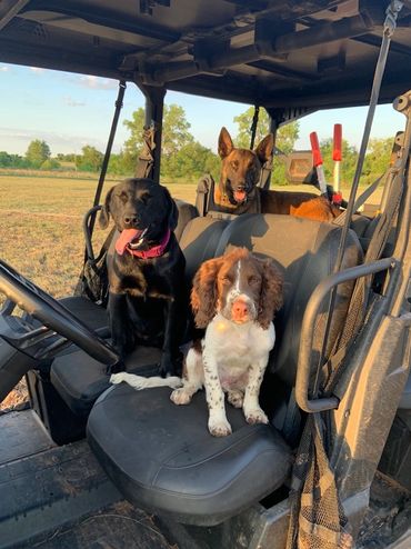 Three dogs sitting inside an off-road vehicle on a sunny day.