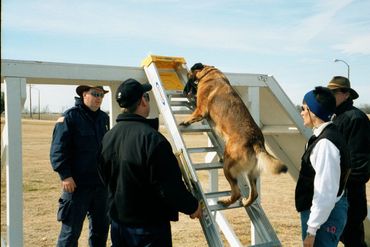 A dog climbs a ladder under the supervision of four people outdoors.