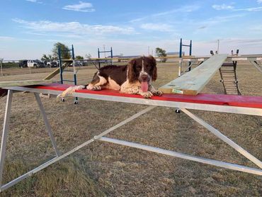 Brown and white dog resting on a red agility platform outdoors.