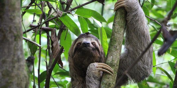 A sloth clings to a tree amidst lush green foliage.
