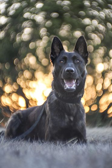 Arko- Personal Protection Dog- Texas