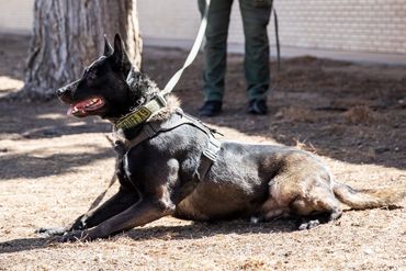 Kratos- Police K9 Dual Purpose New Mexico