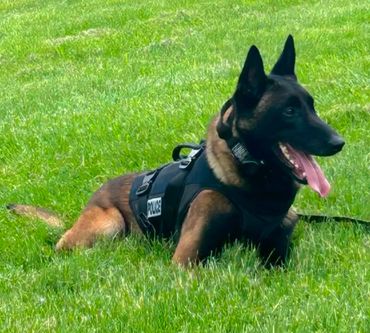 Titus- Police K-9 Dual Purpose- Ohio