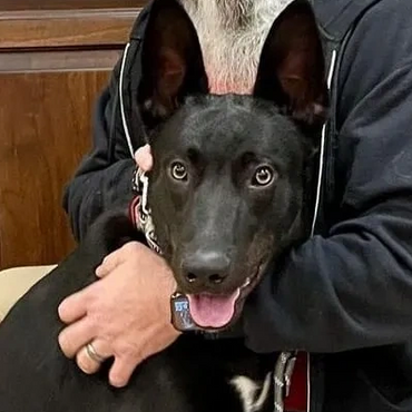 Jax- Personal Protection Dog- New Mexico