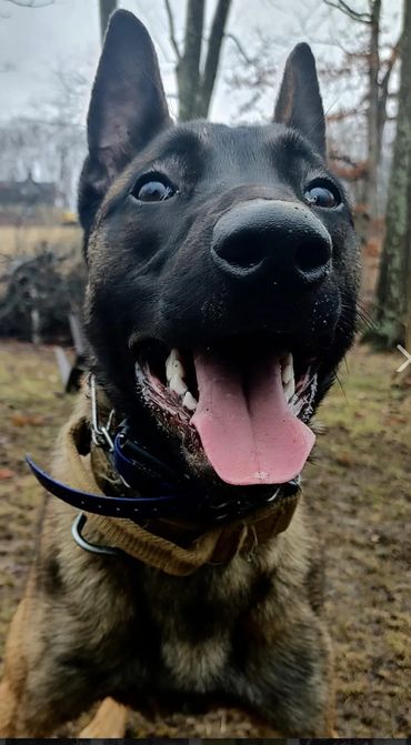 Hades- Police K9 Dual Purpose Ohio