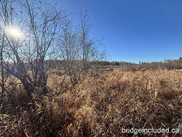 Sunlit autumn field with dry grasses and leafless trees under a clear blue sky.