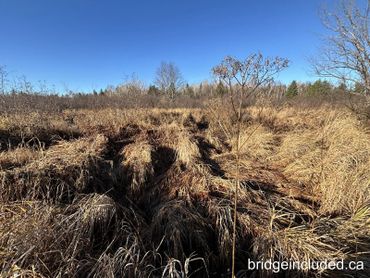 Dry grassland under clear blue sky with scattered trees.