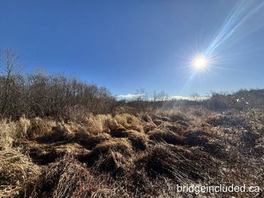 Bright sunny sky over a dry grassy field and bare trees.