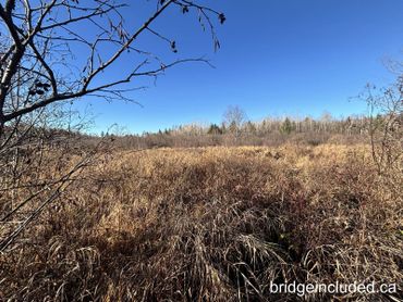 A dry grassy field with bare branches under a clear blue sky.