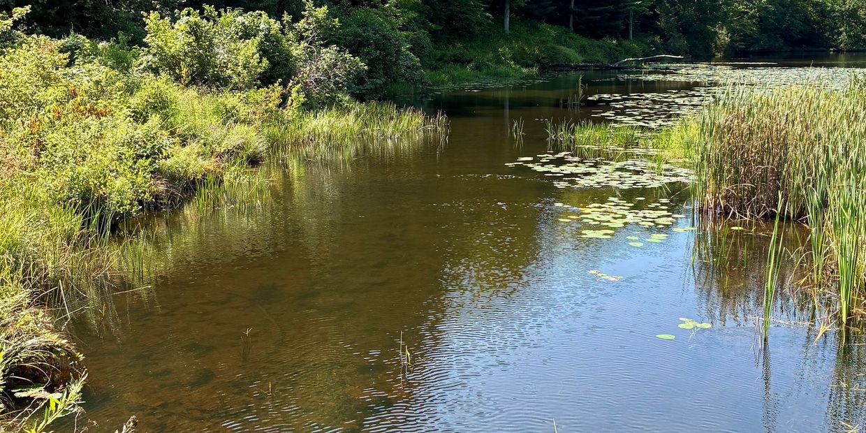 A serene pond with lily pads and surrounding greenery.