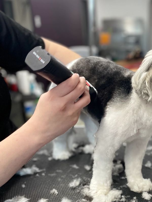 Dog haircut with professional clipper