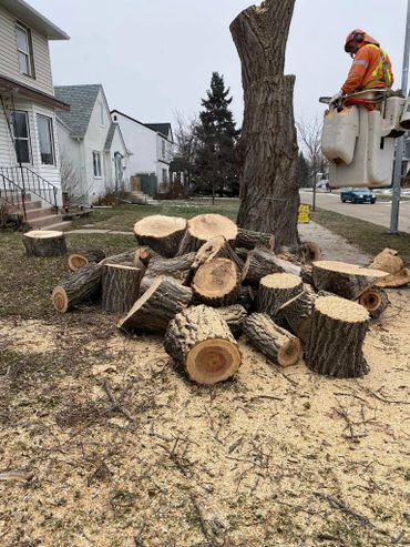 Worker cutting down a large tree in a residential area.