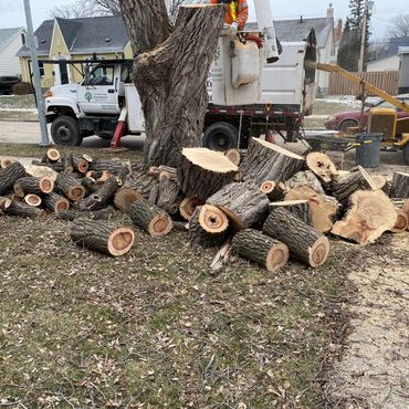 Workers cutting and removing a large tree in a residential neighborhood.