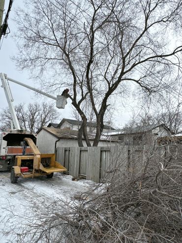 Worker trimming tree branches using a lifted bucket truck on a snowy day.