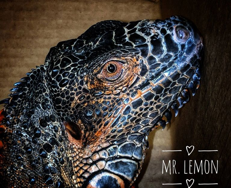 *Image is Igor. Nicknamed Mr. Lemon, A rescued Iguana From Sweeny, TX