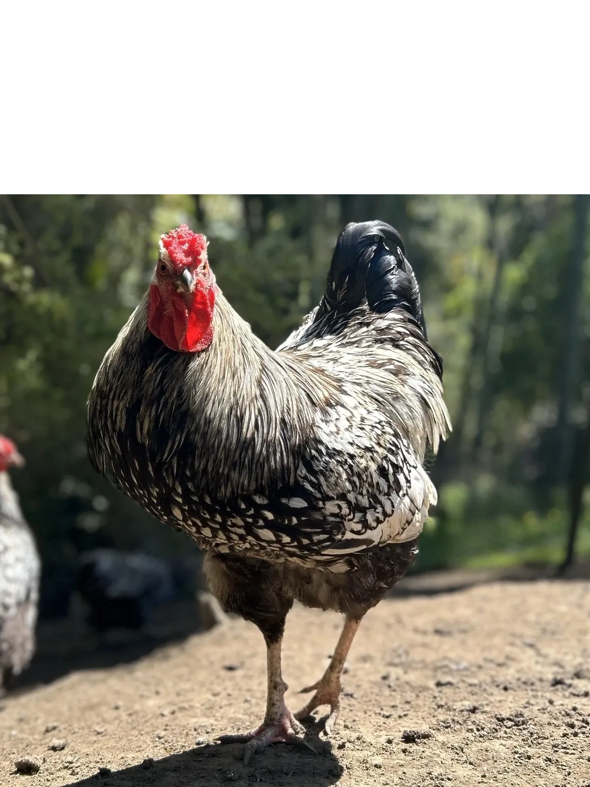 Silver Laced Wyandotte Cockerel