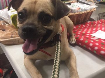 Brown dog on a table