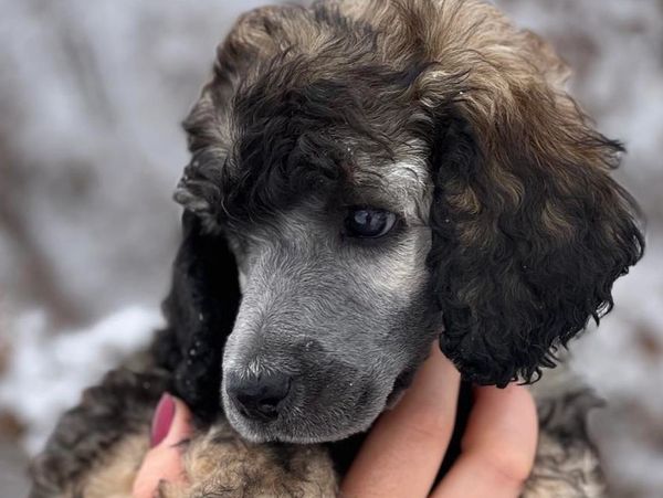 Sable standard poodle in North Carolina, poodle rescue Raleigh NC, hypoallergenic, poodles for sale,