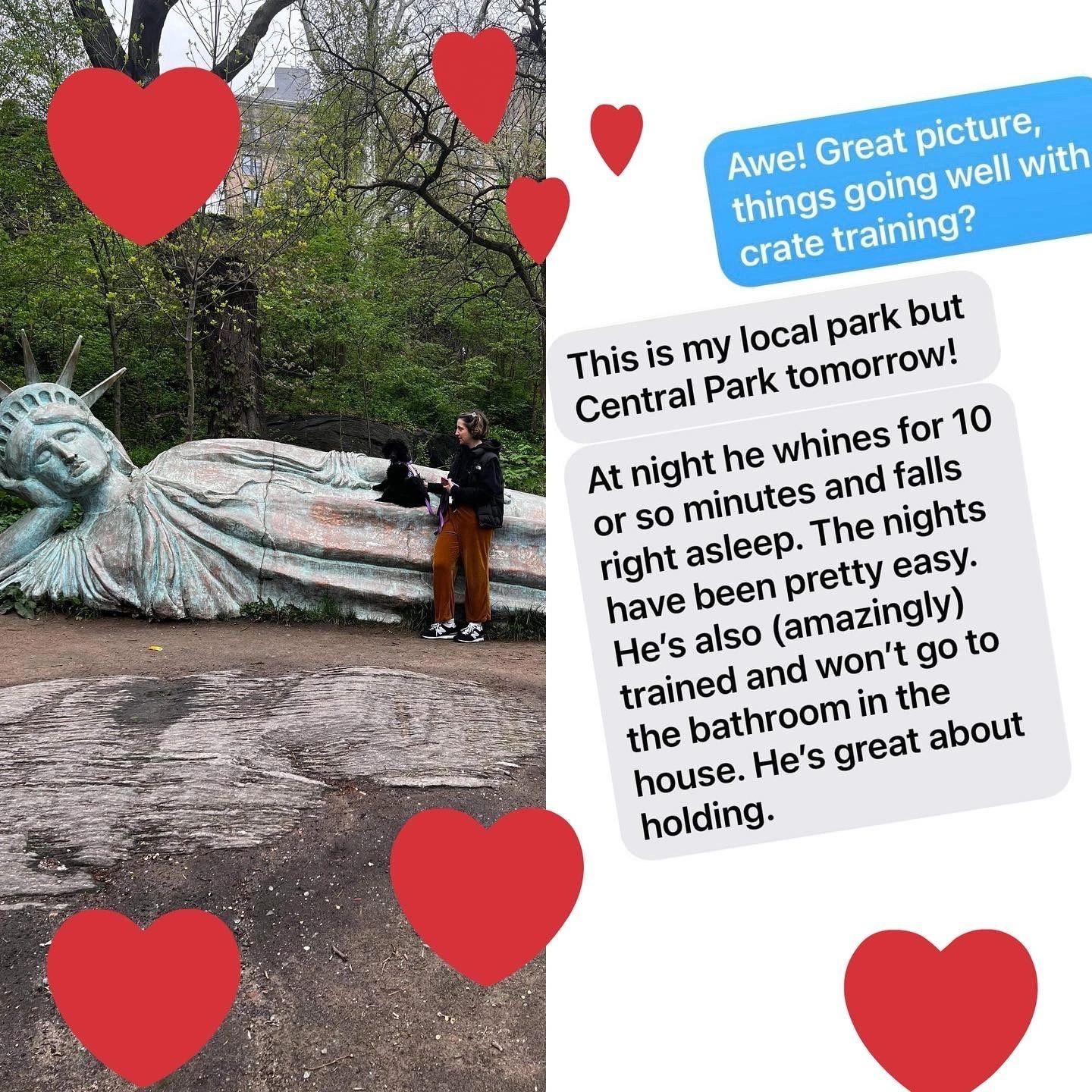 Standard Poodle in New York