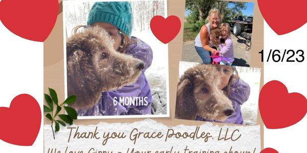 why poodles are best, poodle puppies for sale, where to buy poodles for sale, poodles near me,