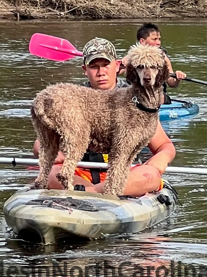 Standard Poodle Kayaking.