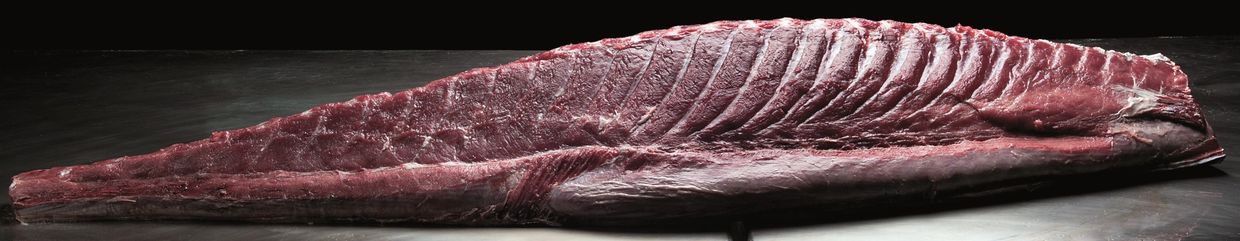 A loin of uncut bluefin tuna.