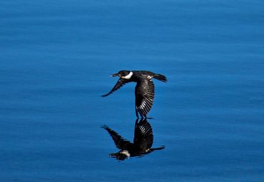 King Fisher 
Photo courtesy Ed Lucas
