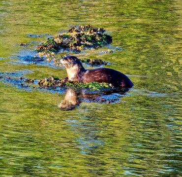 River Otters playing in the bay
Photo courtesy Ed Lucus