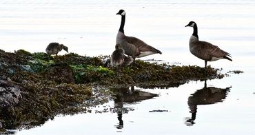 Canada Geese