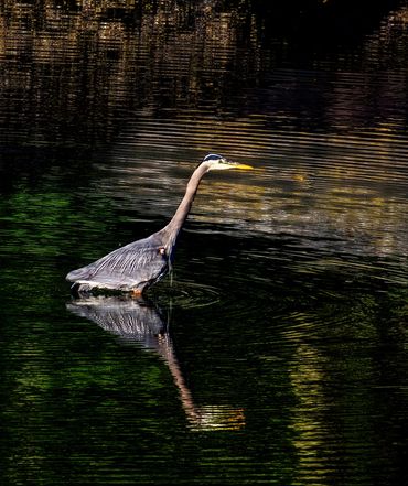 Heron
Photo courtesy Ed Lucas