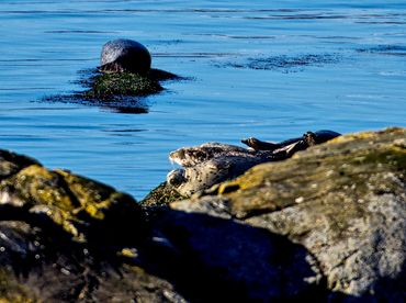 Big, fat seal