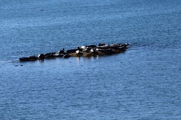 Seals crowing on the rocks