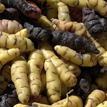 Long-lived edible plants are one of our specialties; unique tubers, greens, and more for your Eden.