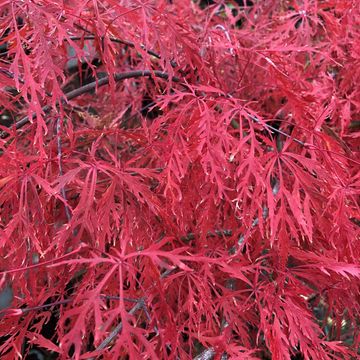 A bright red lace leaf Japanese maple tree. Look at our inventory for more.
