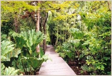 Gunnera © 2005 Sonoma Horticultural Nursery