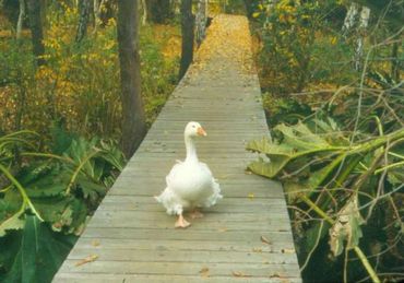Lucy © 2005 Sonoma Horticultural Nursery