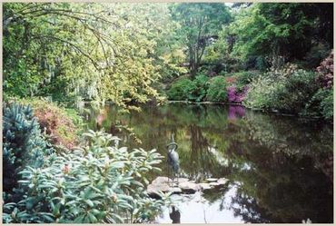 pond © 2005 Sonoma Horticultural Nursery