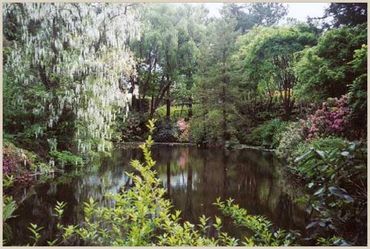wisteria © 2005 Sonoma Horticultural Nursery