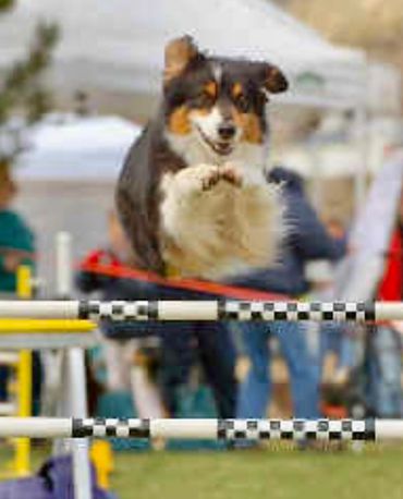 Bella  jumping in agility