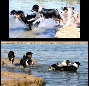 Dogs playin in Lake Meade