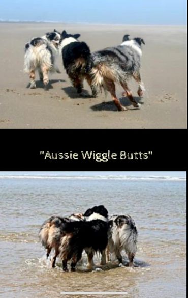 Aussie wiggle butts