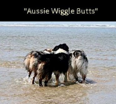 Family of Aussies