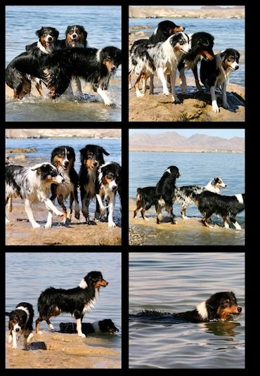 Dogs swimming and playing at Lake Meade